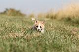 CORGI PEMBROKE 124